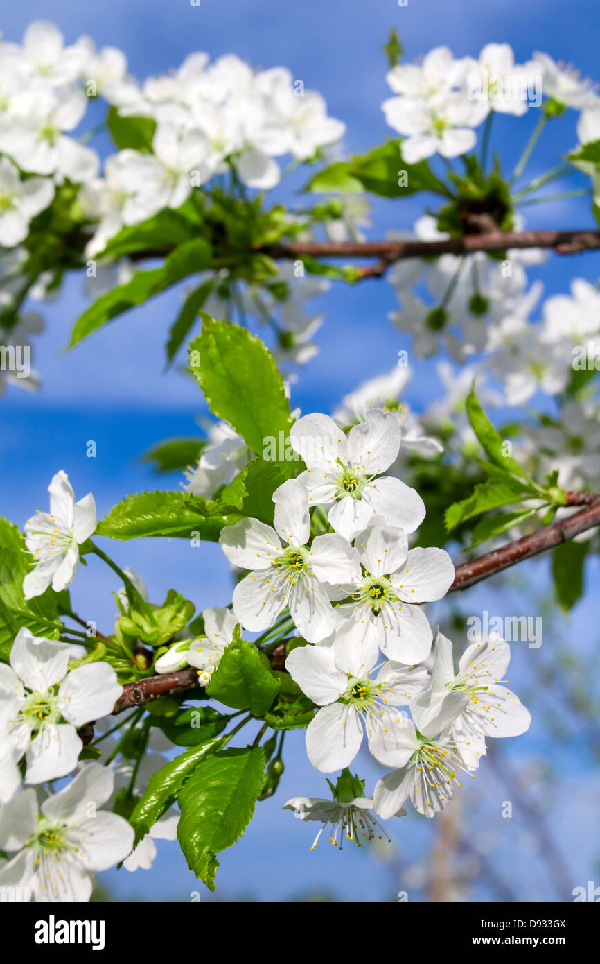 Close up cherry blossom branch hi-res stock photography and images - Alamy