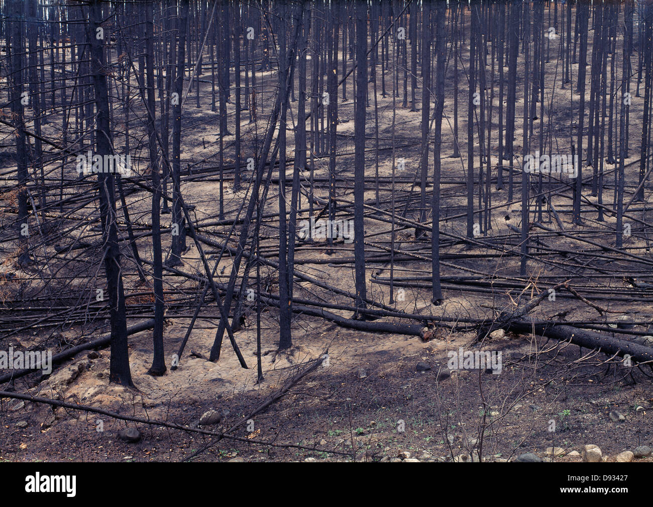 Burned Down Tree High Resolution Stock Photography and Images Alamy
