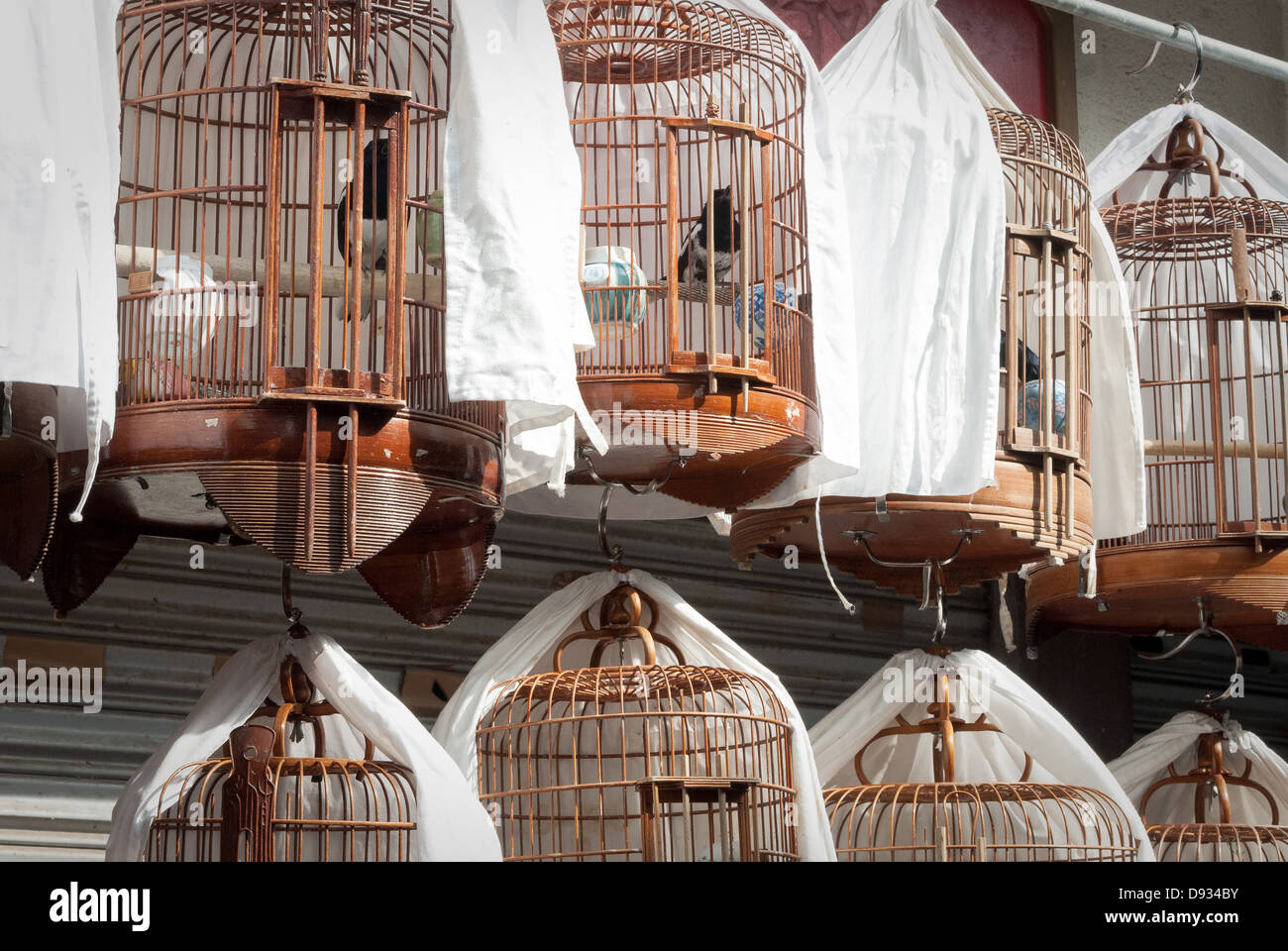 Birds in cages Stock Photo