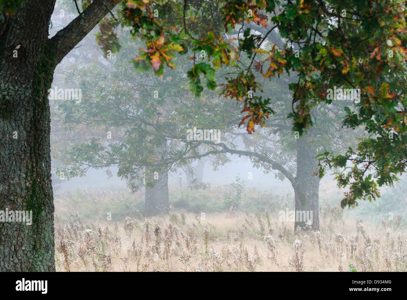 Trees in the fog, Sweden. Stock Photo