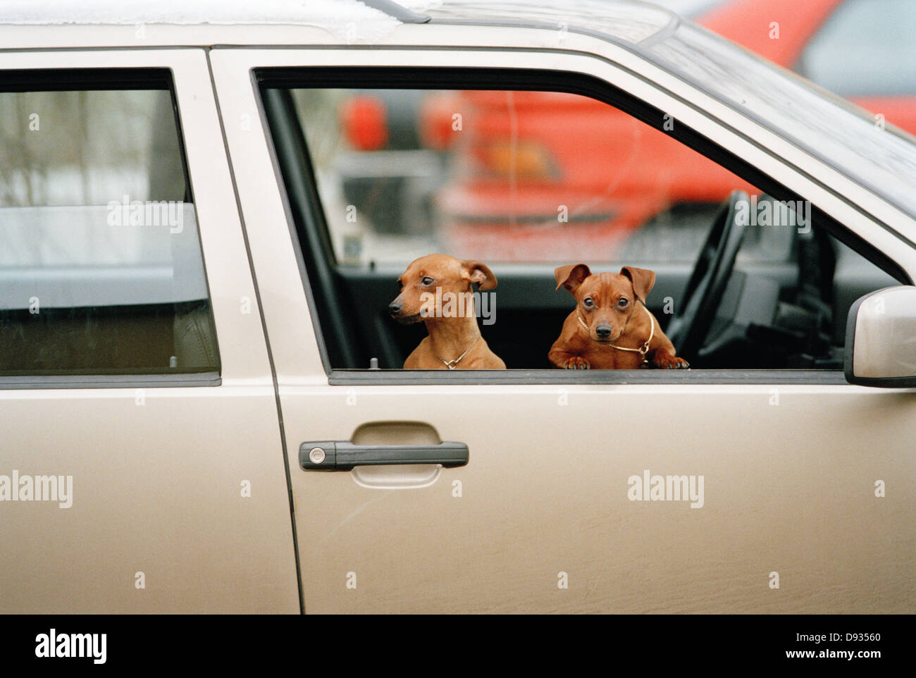 Two Miniature Pinschers in a car, Sweden. Stock Photo