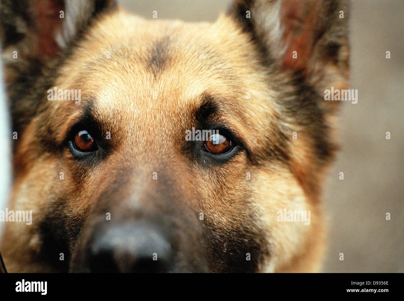 A German Shephard, close-up, Sweden Stock Photo - Alamy