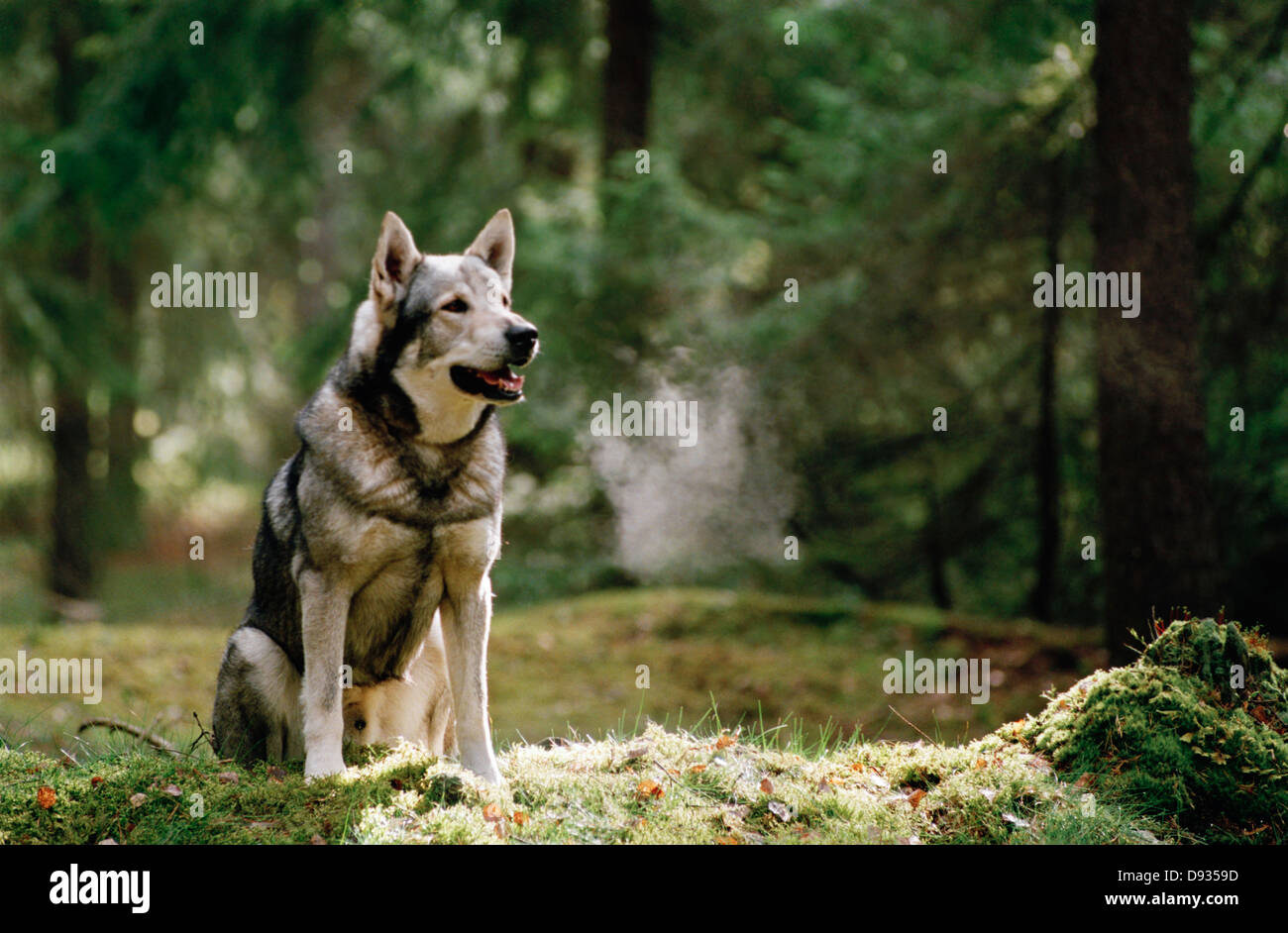 Swedish Elkhound, Sweden. Stock Photo