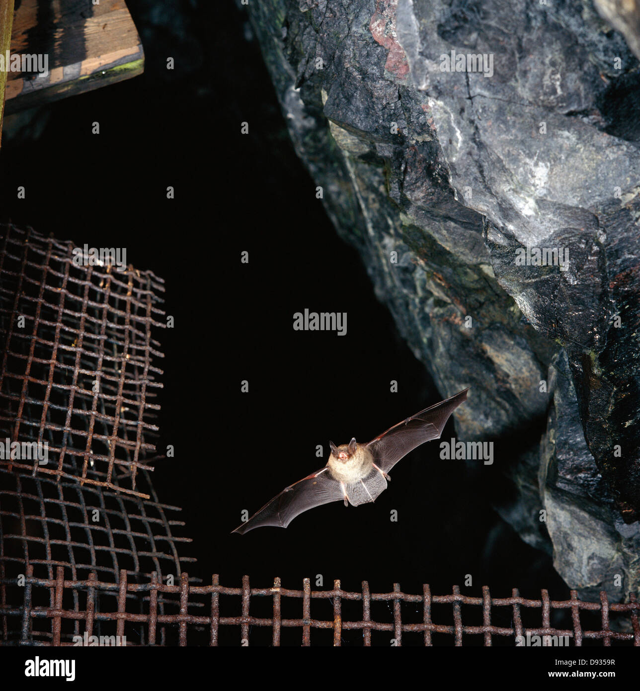 A bat flying Stock Photo Alamy