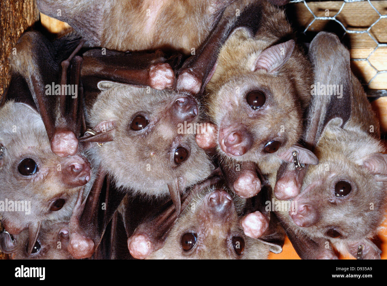Bats, closeup Stock Photo Alamy