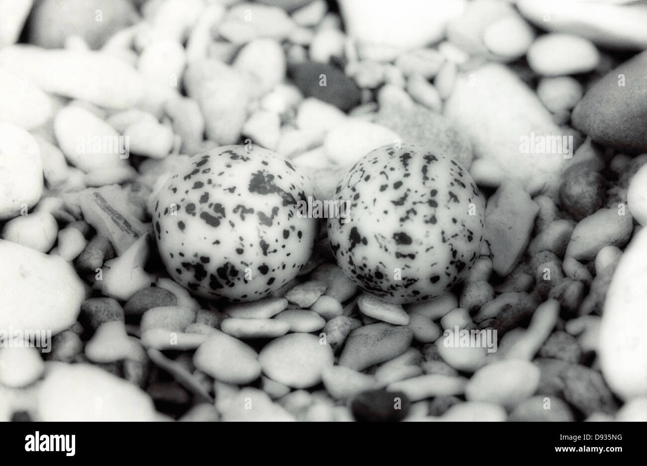 Bird's egg. Stock Photo