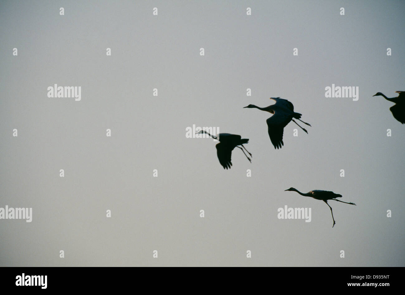 Birds flying together in air, low angle view Stock Photo Alamy
