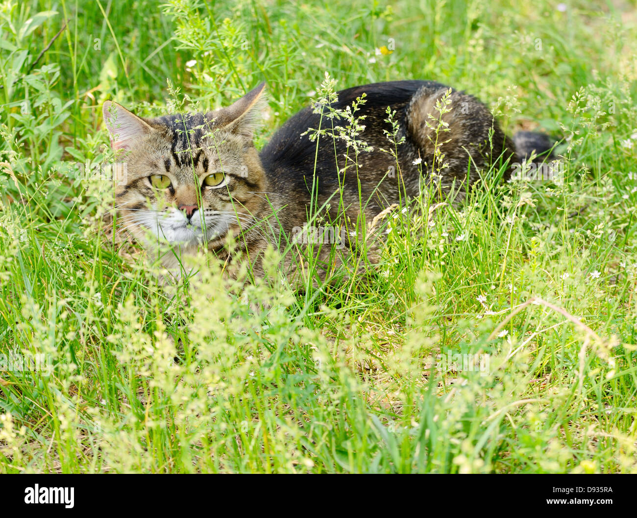 Cat hiding in grass hi-res stock photography and images - Alamy