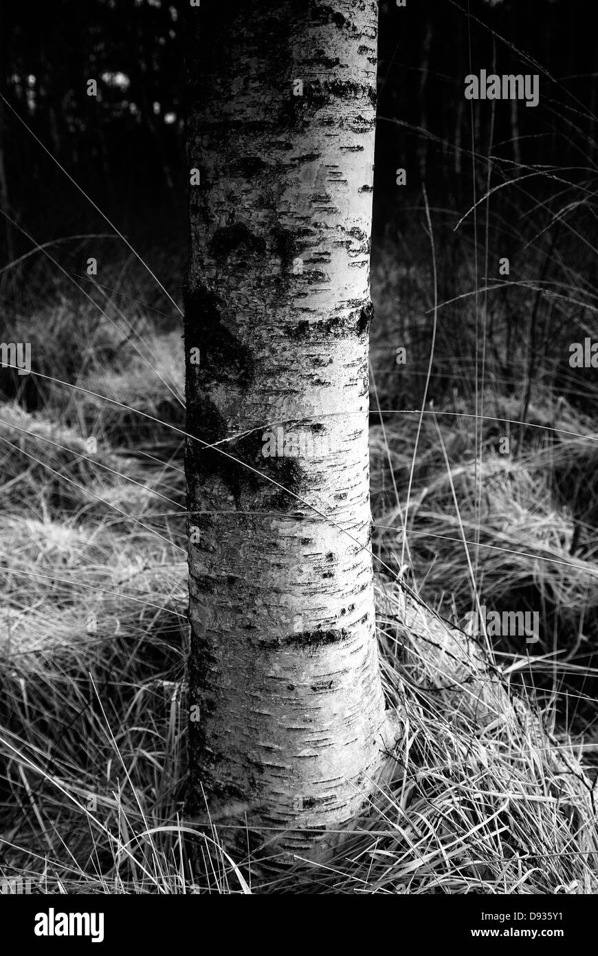 Tree trunk birch white Black and White Stock Photos & Images - Alamy