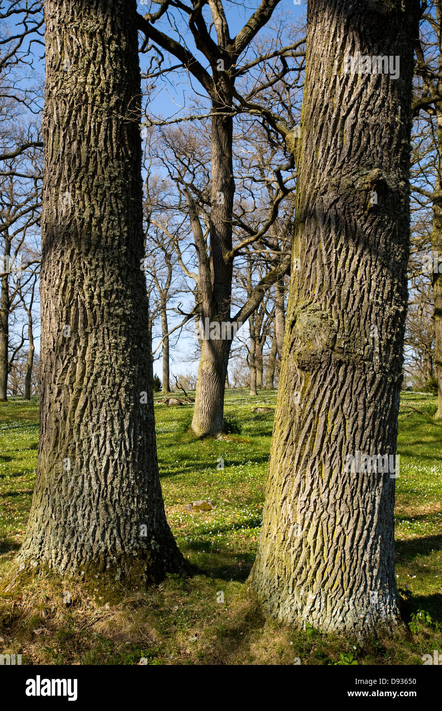 Osten Tree Oak trees grow hi-res stock photography and images - Alamy