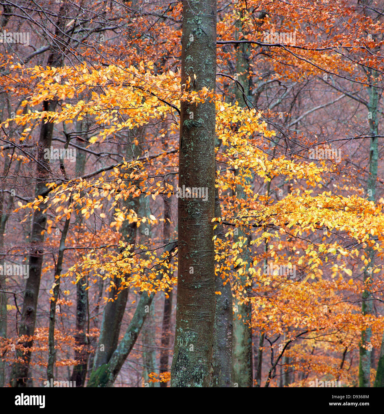 A forest in the autumn Stock Photo - Alamy