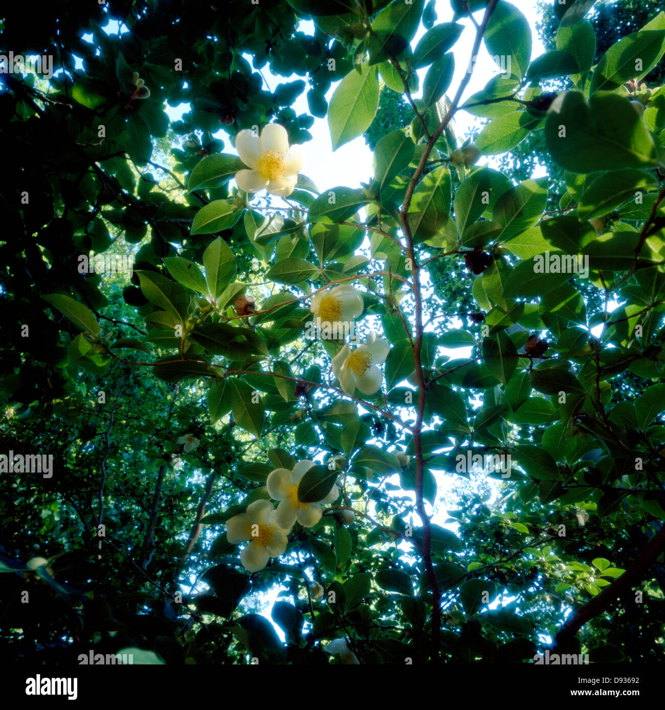 Leaves flowers hi-res stock photography and images - Alamy
