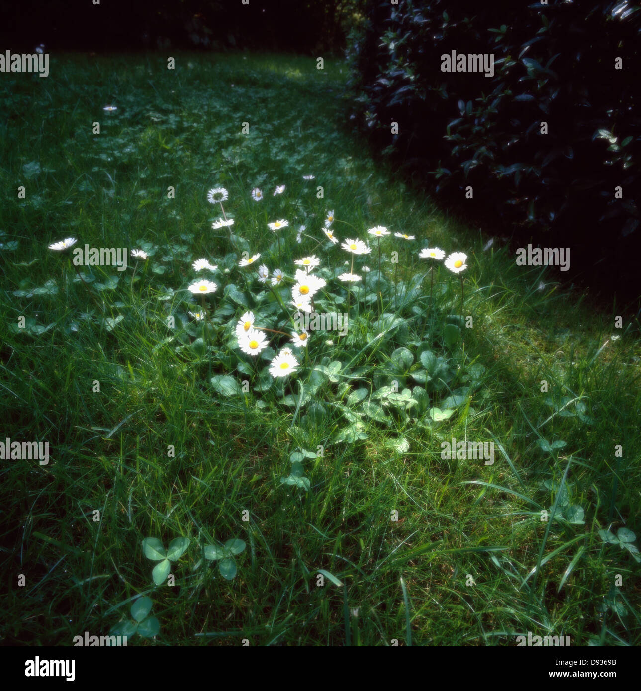 Grass and flowers hi-res stock photography and images - Alamy