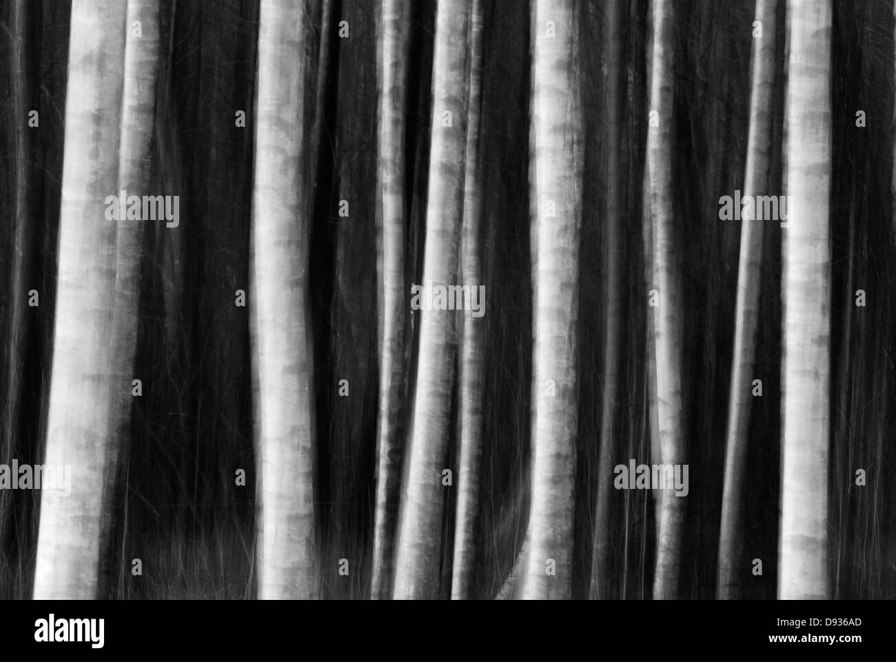 Birch trees, Sweden. Stock Photo