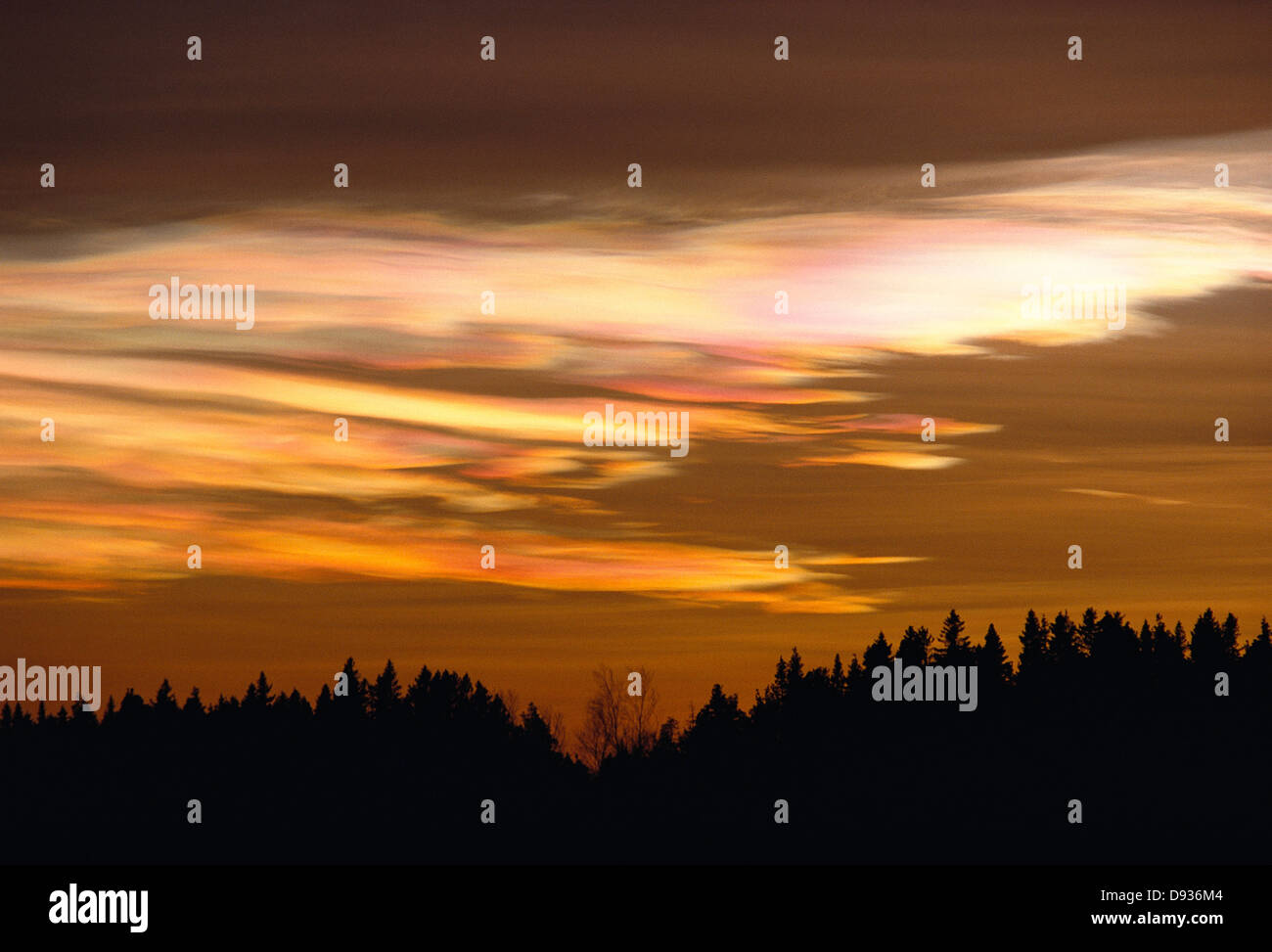 Polar stratospheric clouds over forest. Stock Photo