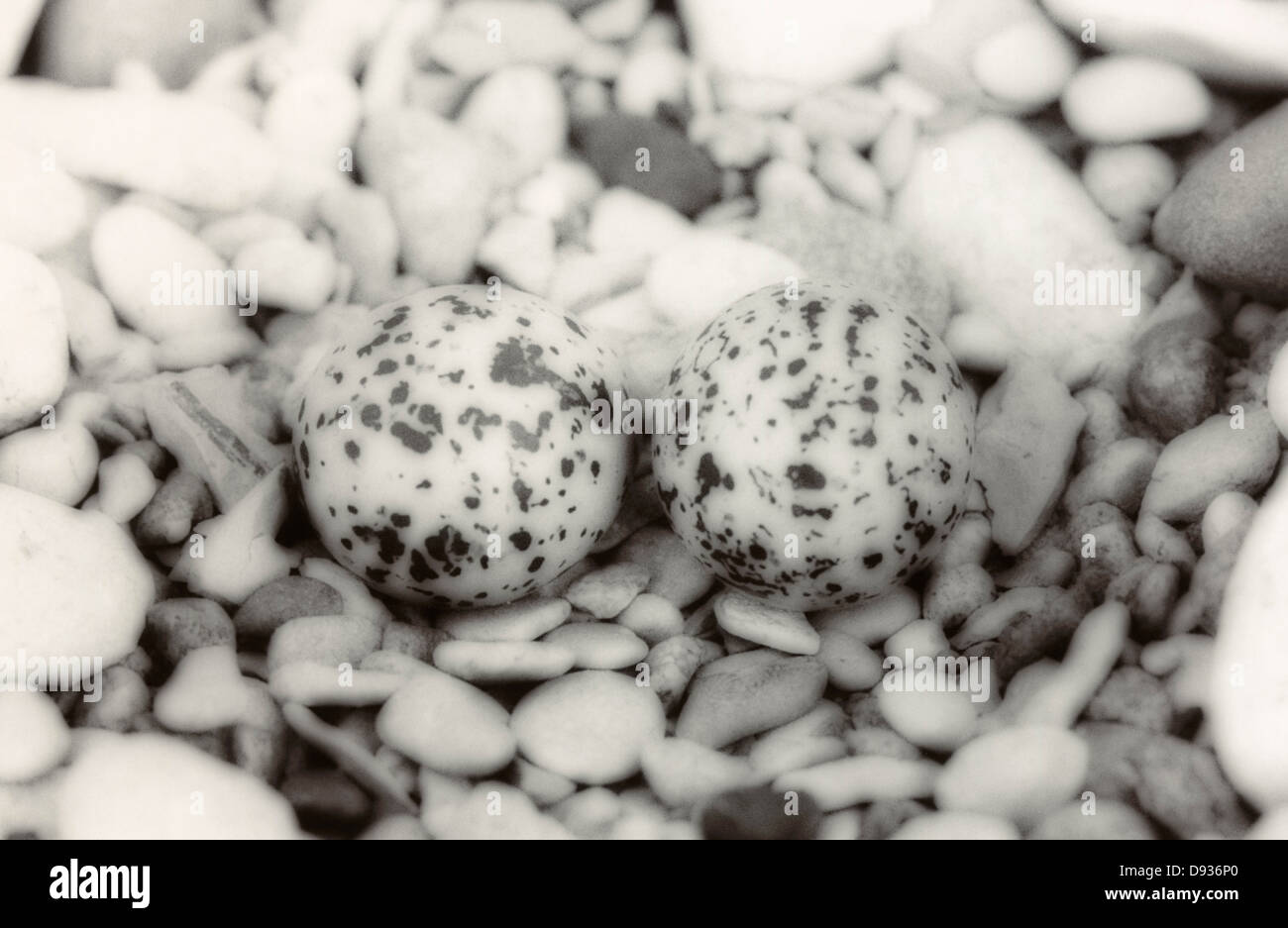 Eggs in birds nest Stock Photo - Alamy