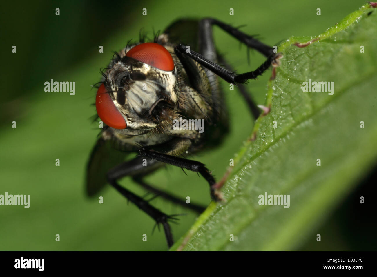Sarcophaga variegata, Sweden. Stock Photo