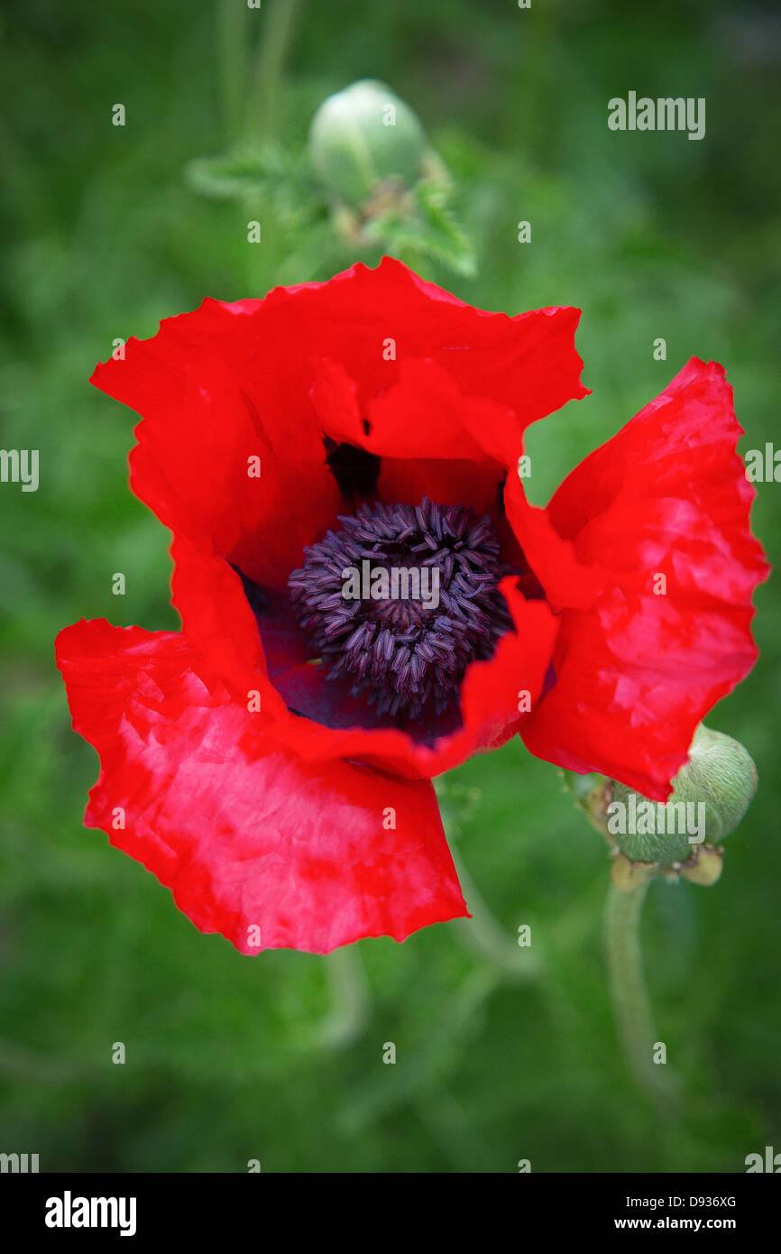Oriental poppies are among the most flamboyant of the early summer flowers, with enormous, often frilly double flowers Stock Photo