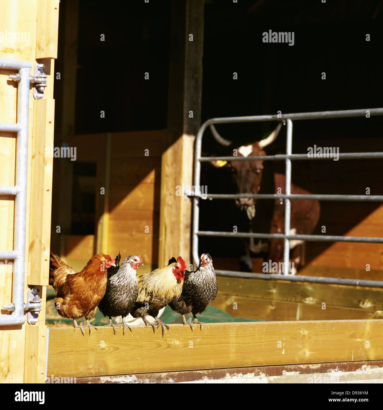 Hens and a cow in a farm, Sweden. Stock Photo