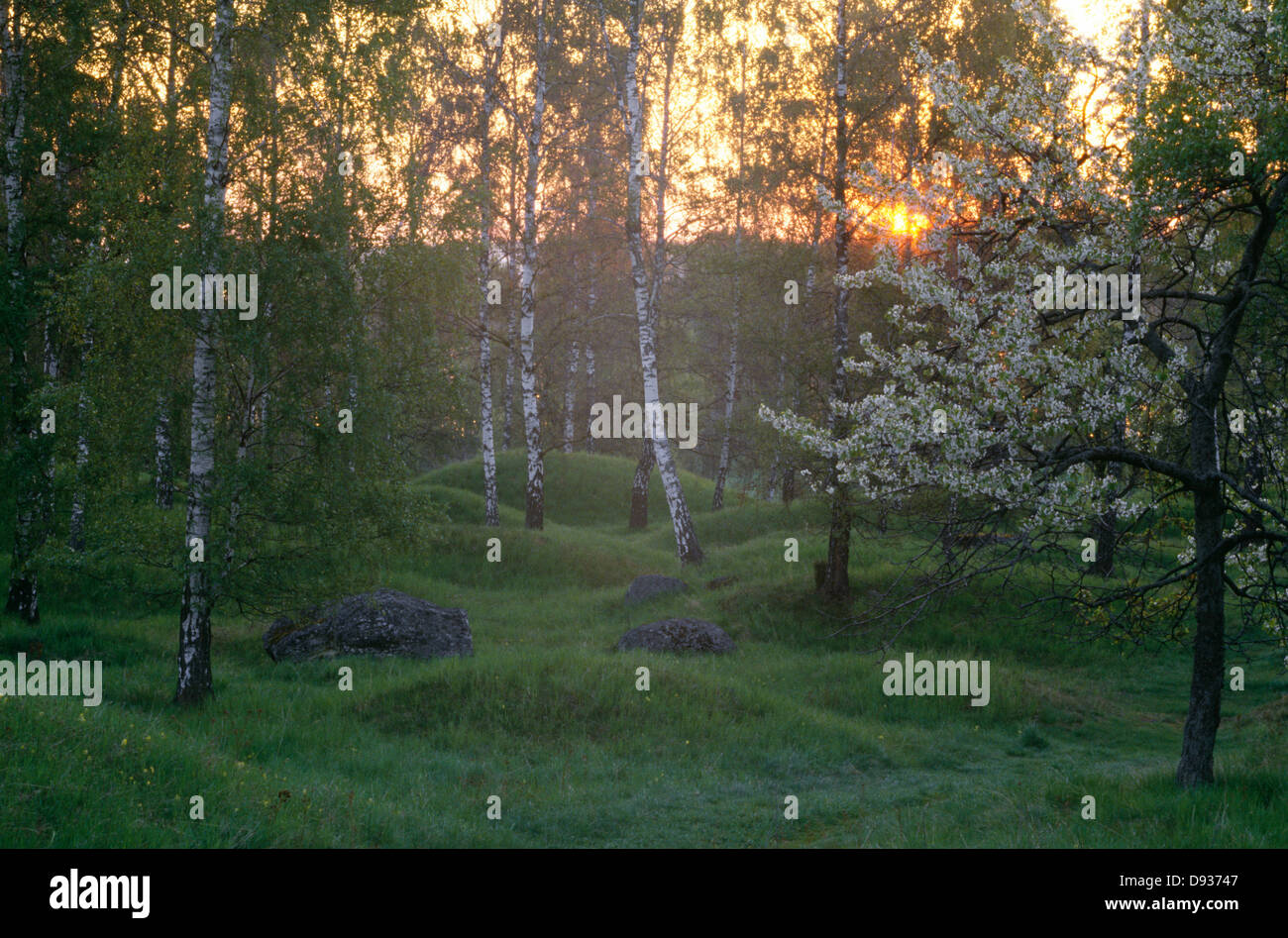 Trees in forest at sunset Stock Photo - Alamy