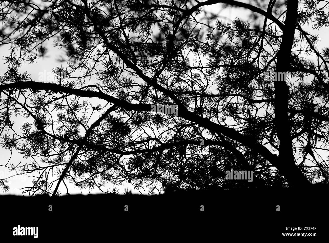 Silhouette of a pine tree. Stock Photo