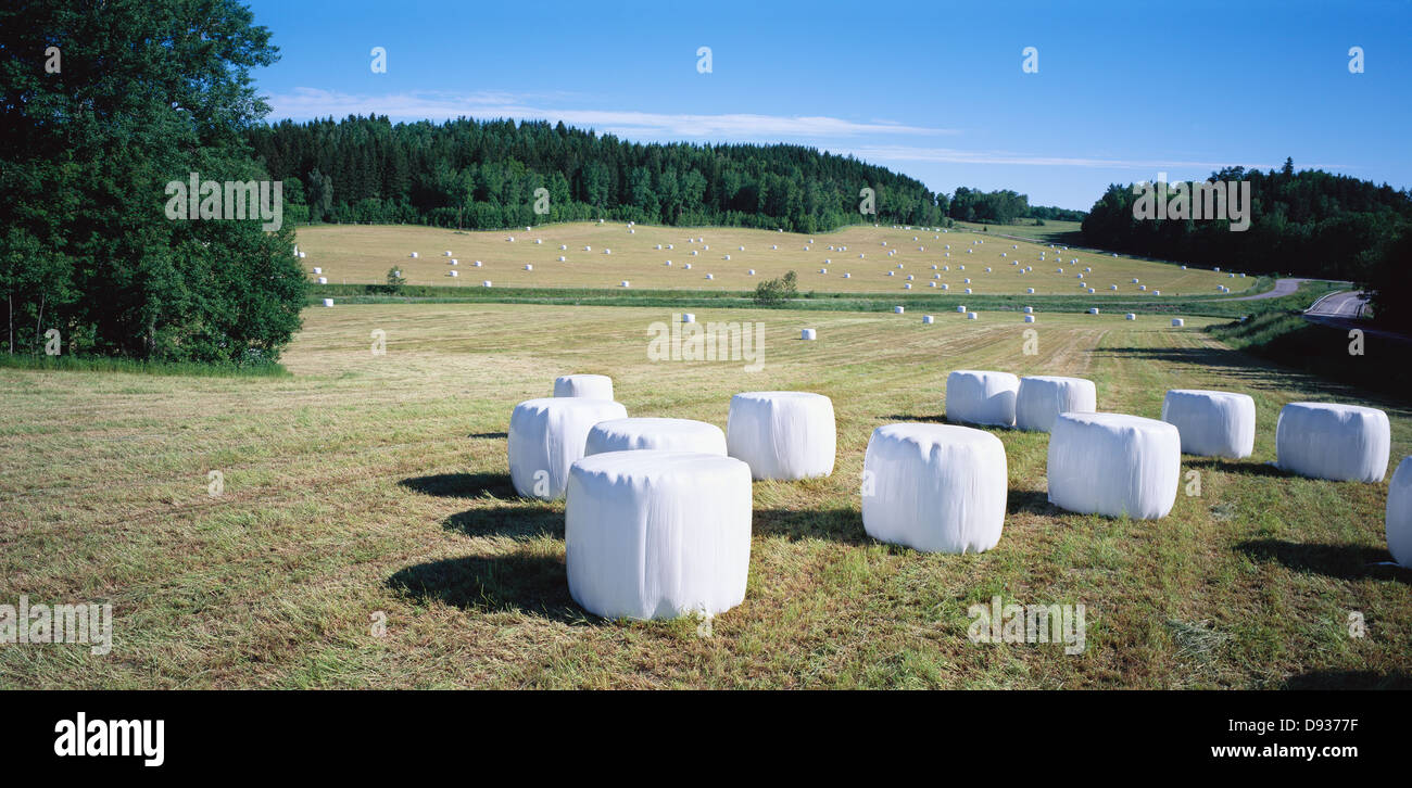 Fields after harvest Stock Photo - Alamy