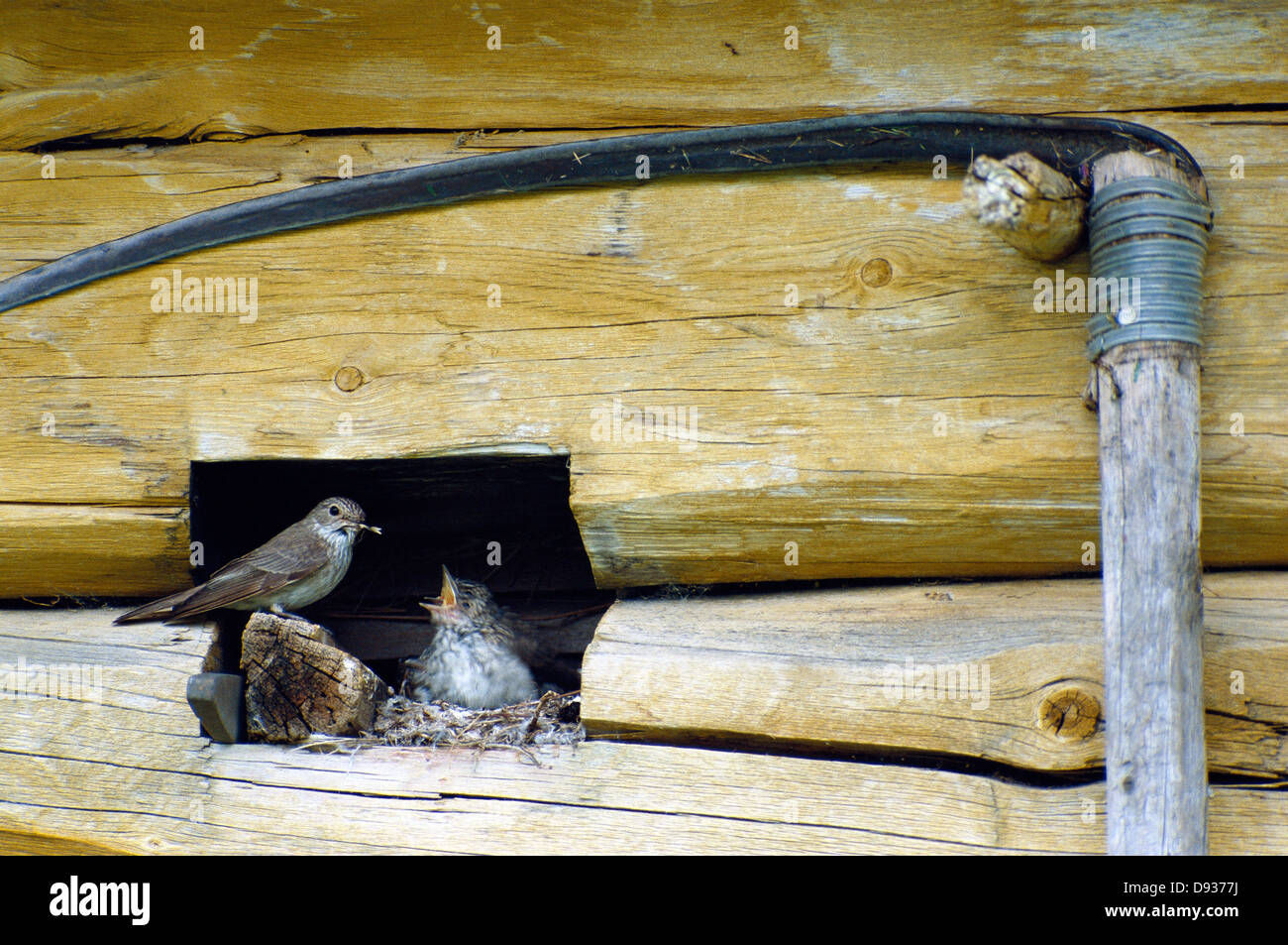 Spotted fly-catcher in nest. Stock Photo