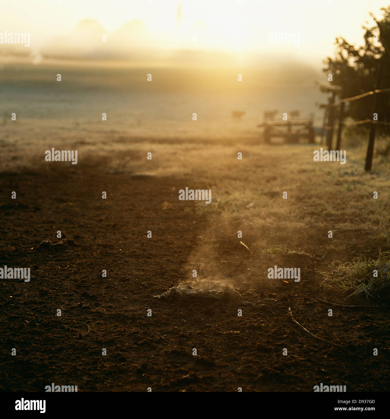 View of sunrise over field Stock Photo - Alamy