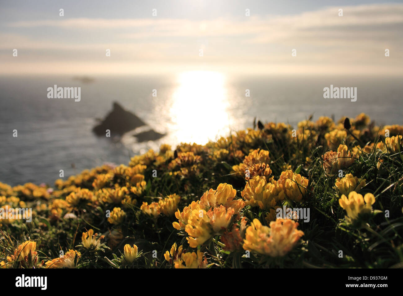 Yellow wild flowers in bloom on cliffs at Trevose Head, Cornwall Stock
