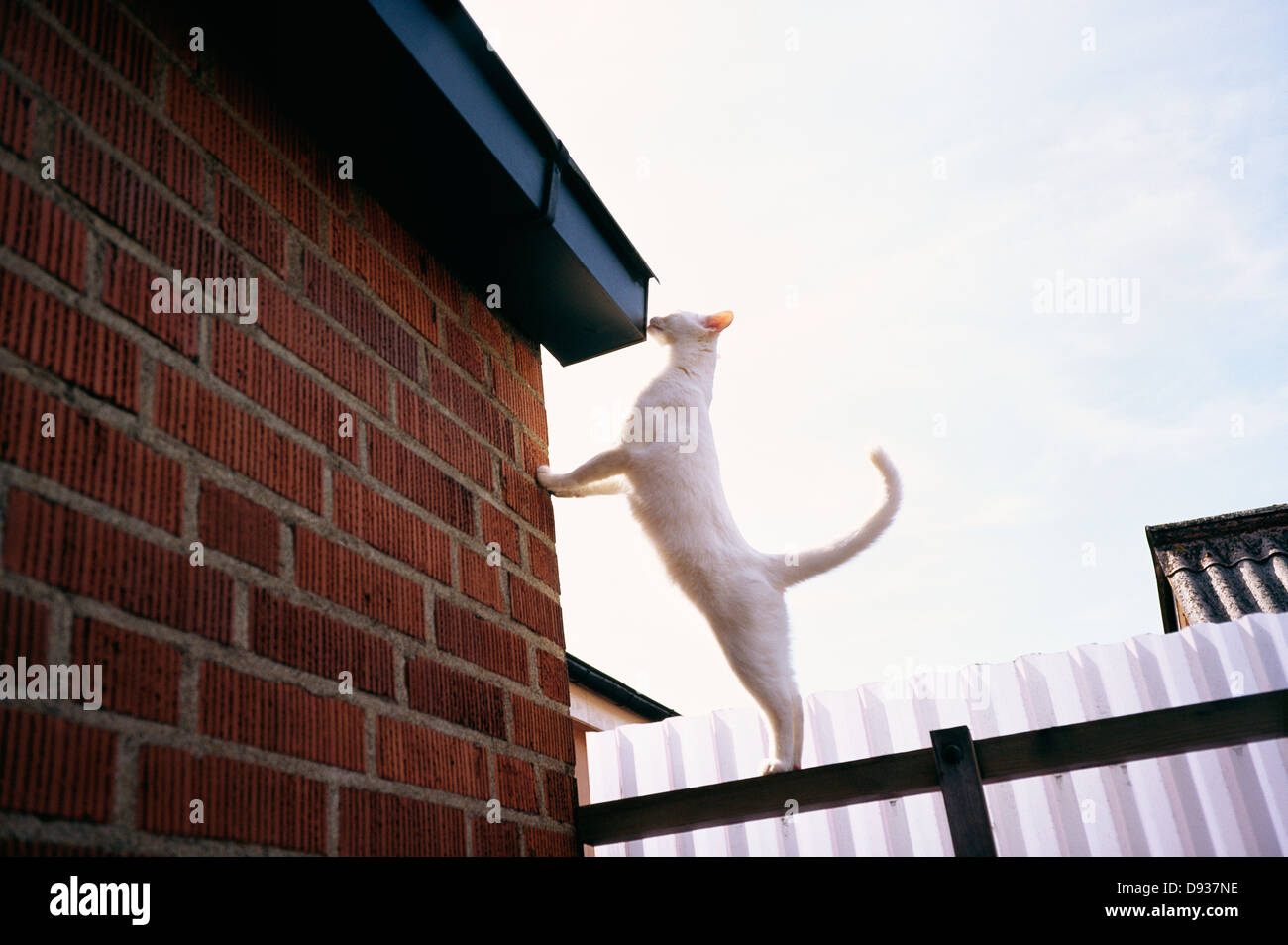 Cat climbing on roof hires stock photography and images Alamy