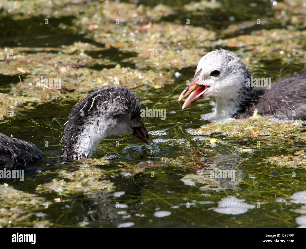 Detailed close-up of juvenile Eurasian Coots (Fulica atra) swimming and being fed by their parents (50 images in series) Stock Photo