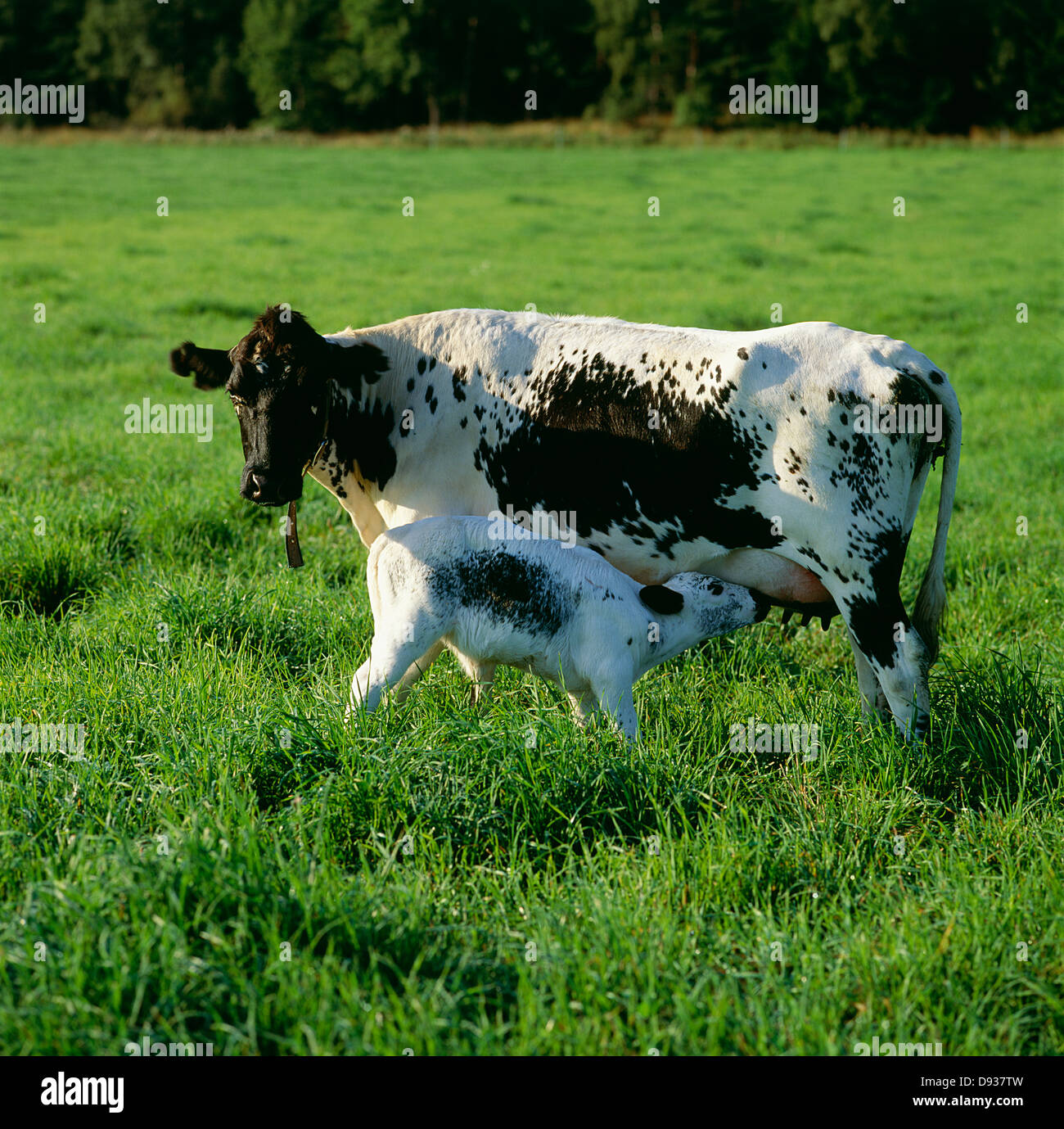 Cow feeding calf hires stock photography and images Alamy