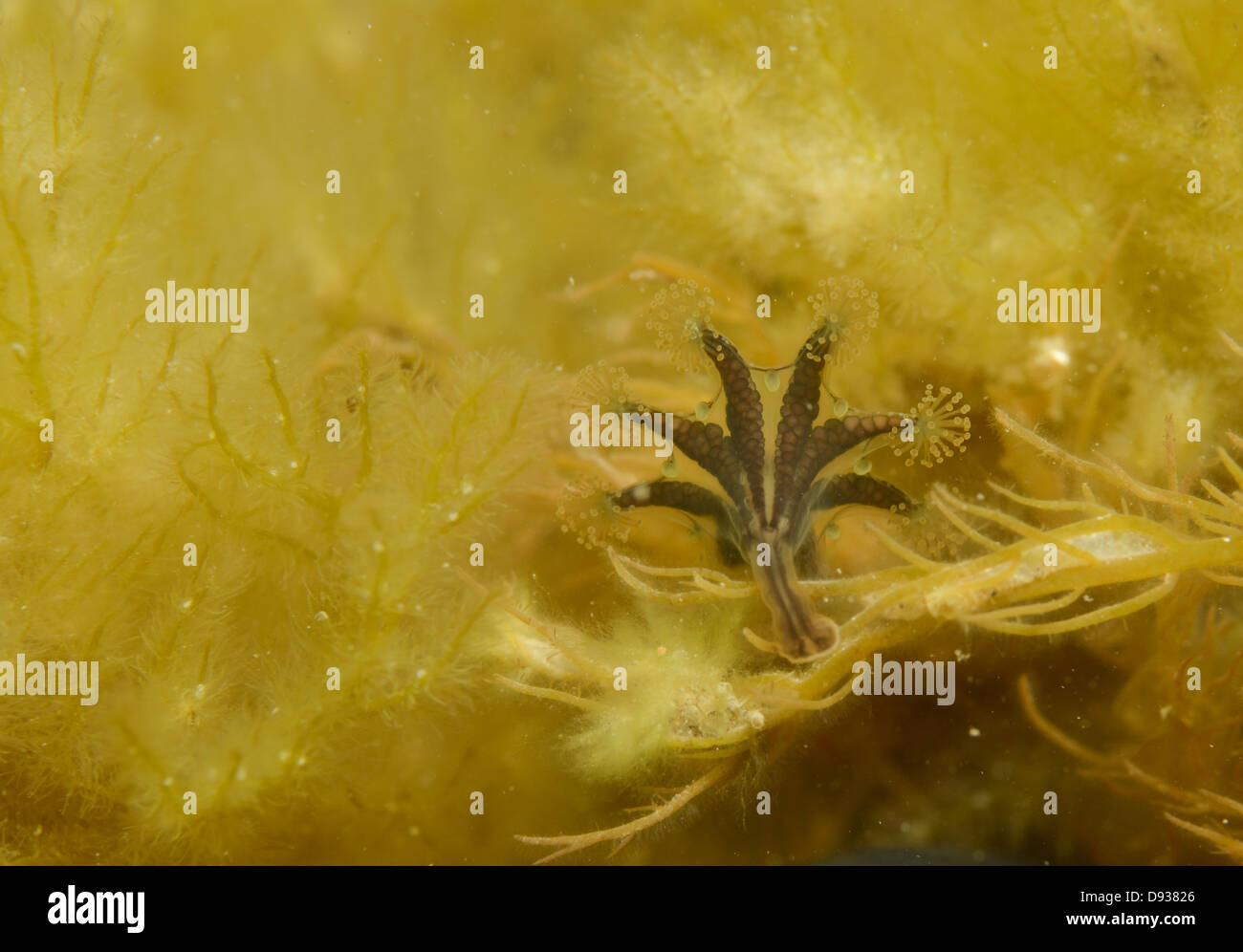 Stalked Jellyfish, Kimmeridge Bay, Dorset Wildlife trust,reserve, Voluntary marine reserve, Stock Photo