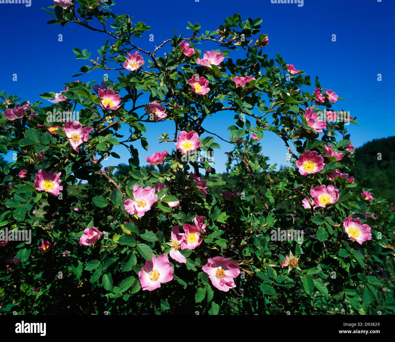 Hip plants hi-res stock photography and images - Alamy