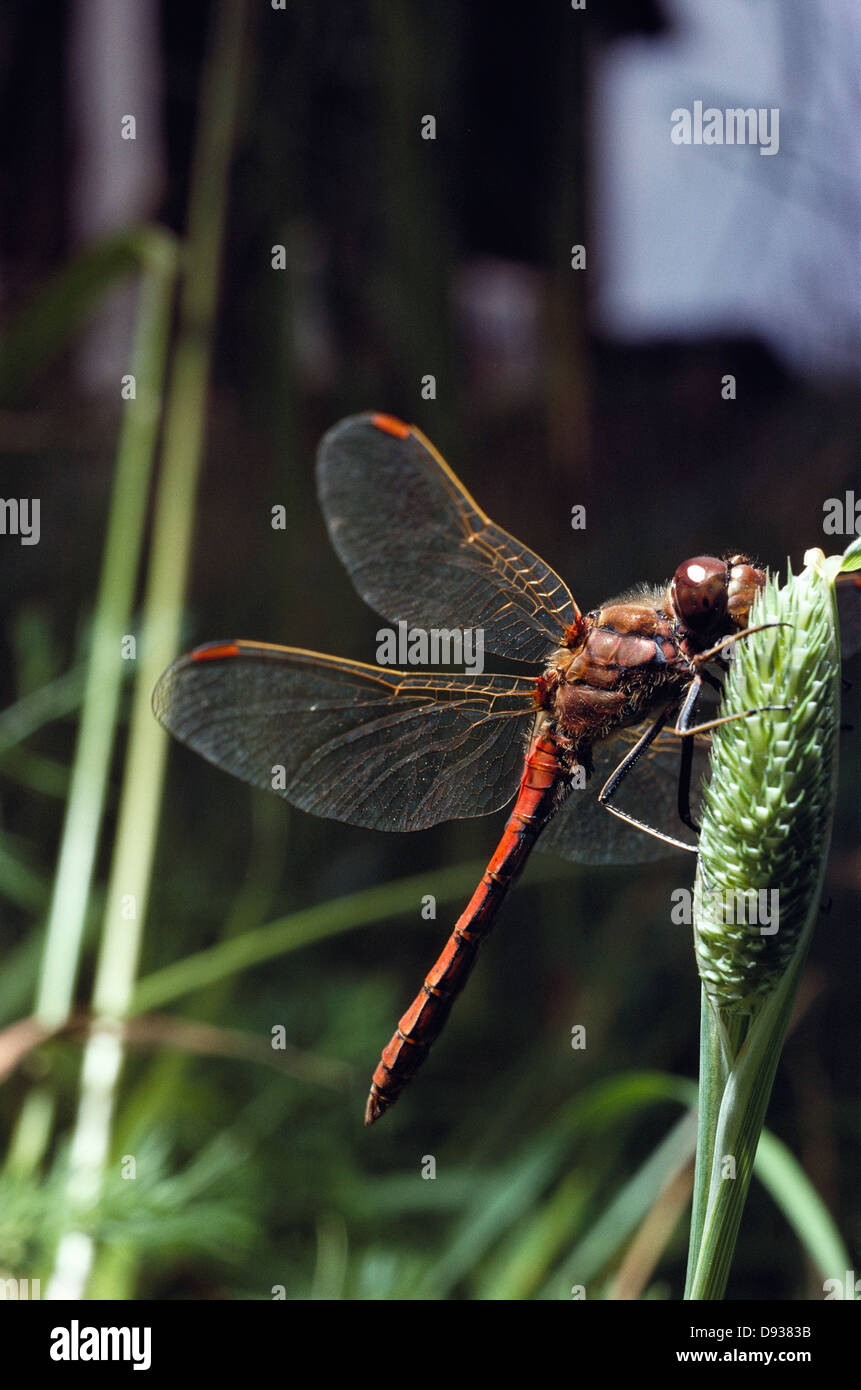 Dragonfly, close-up. Stock Photo