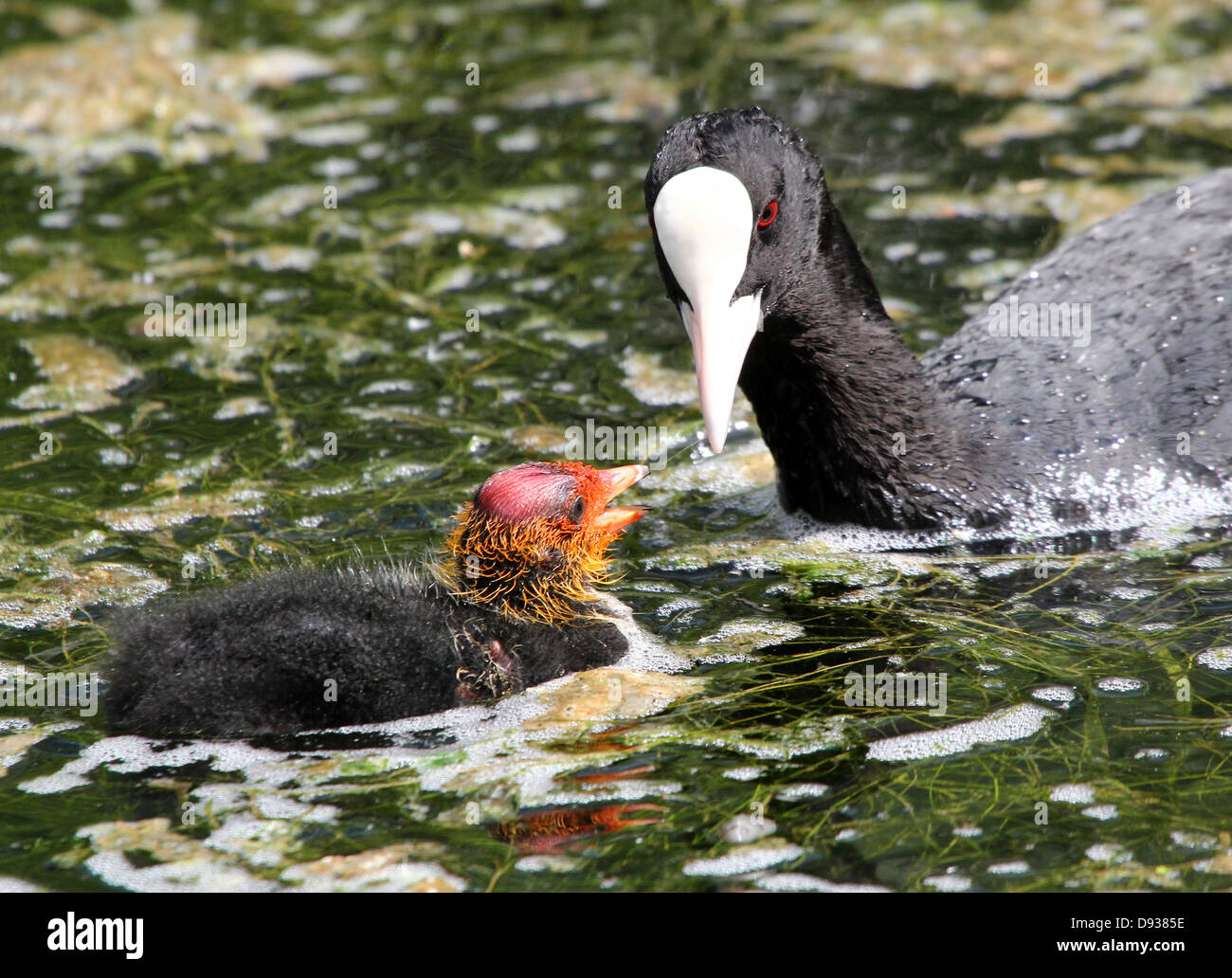 Detailed close-up of juvenile Eurasian Coots (Fulica atra) swimming and being fed by their parents (50 images in series) Stock Photo