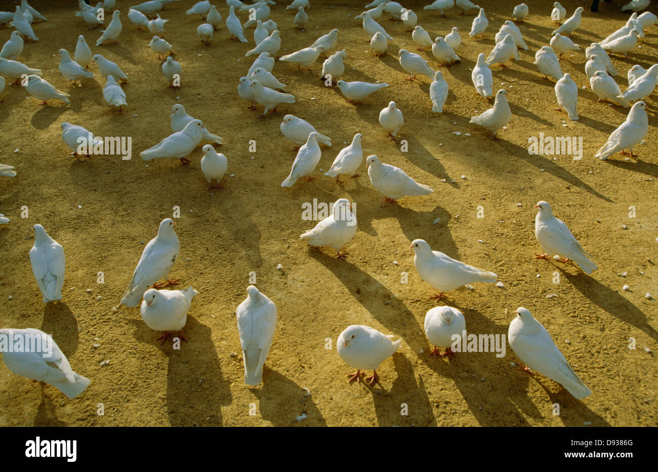 View of flock of birds Stock Photo Alamy