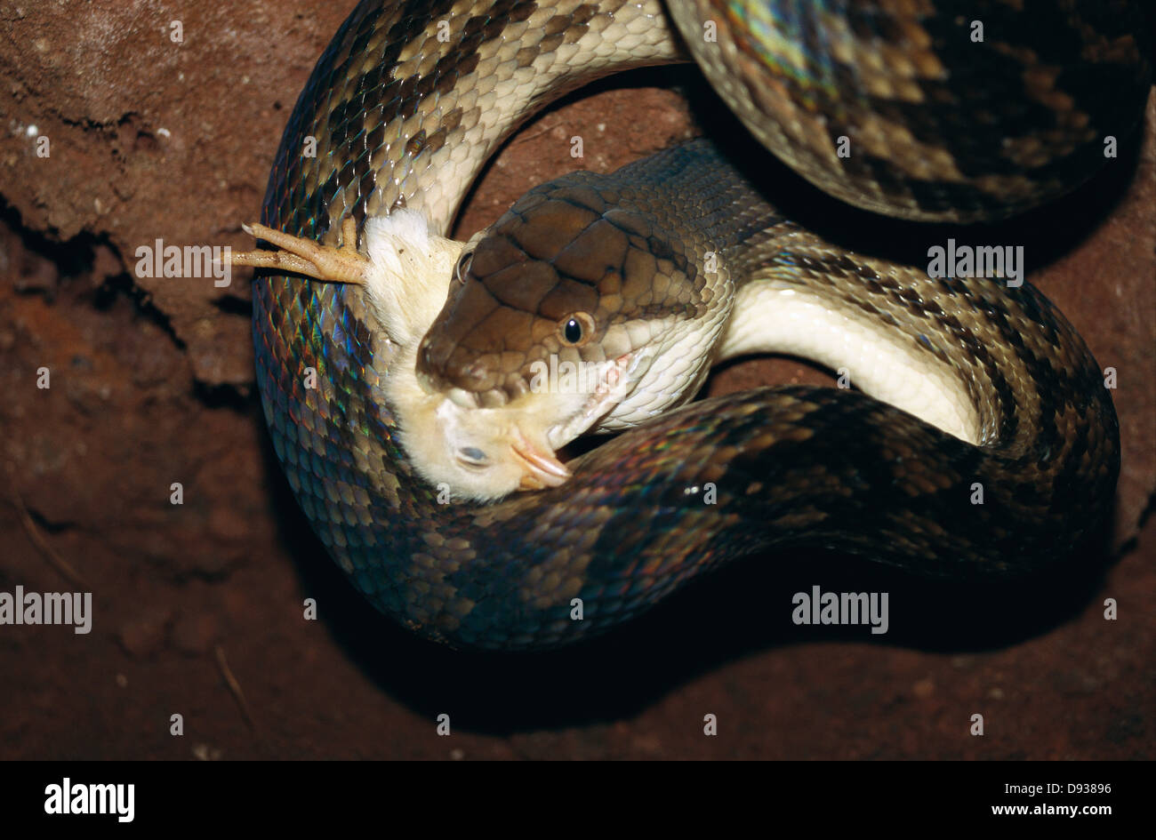 Chicken snakes hi-res stock photography and images - Alamy