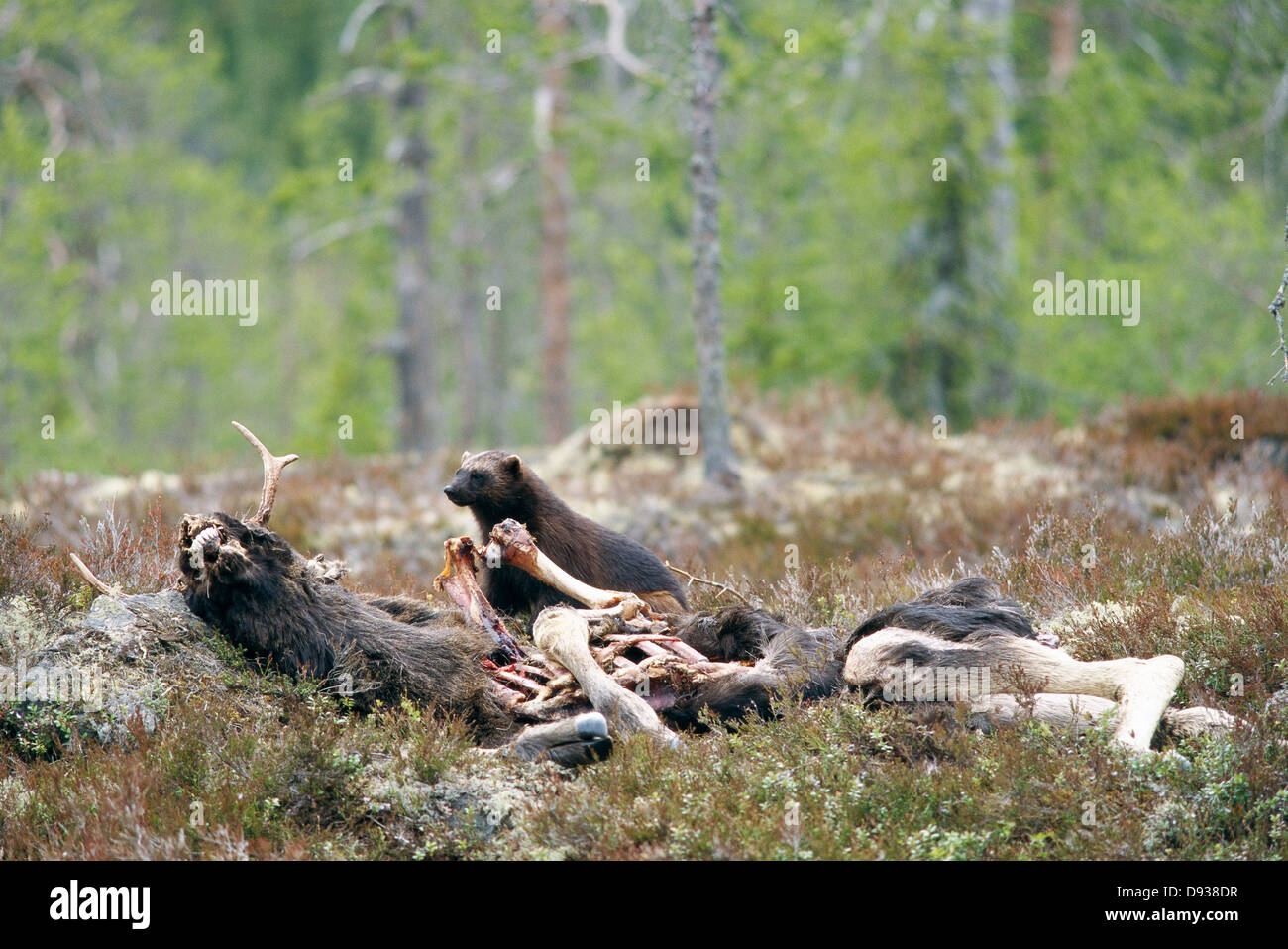 Wolverine eating dead moose hi-res stock photography and images - Alamy