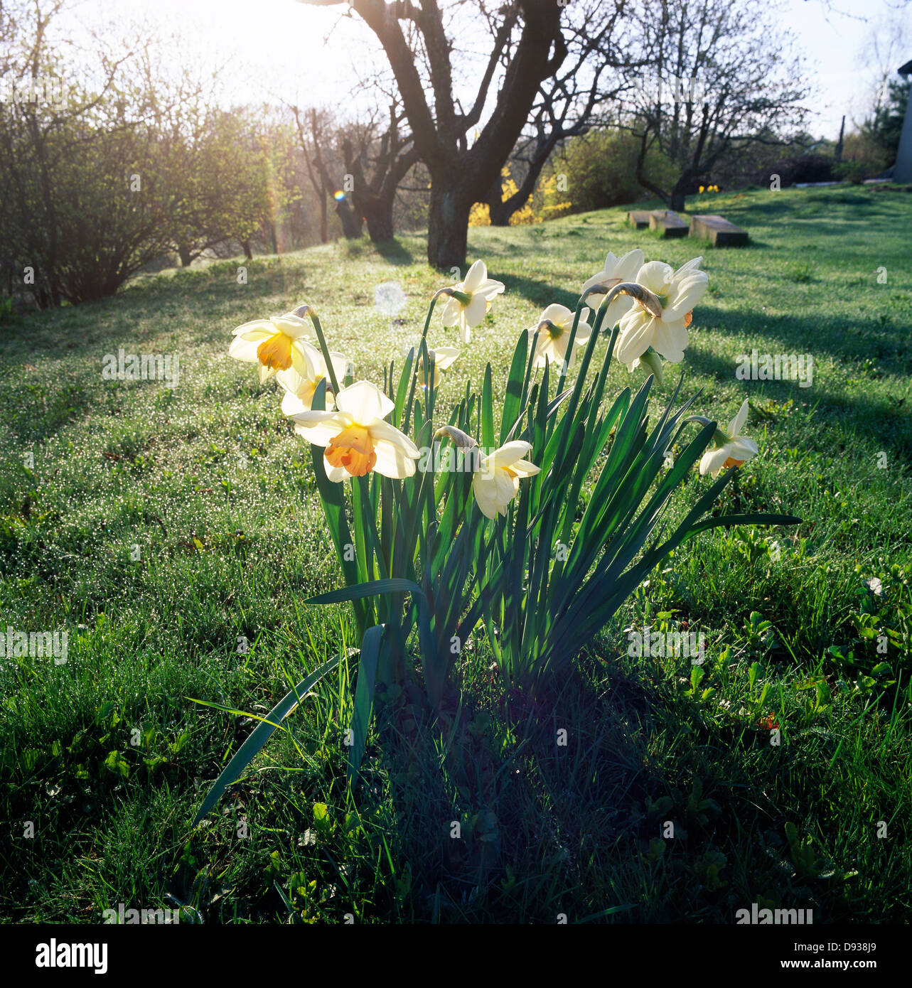 Daffodils growing in the lawn Stock Photo Alamy