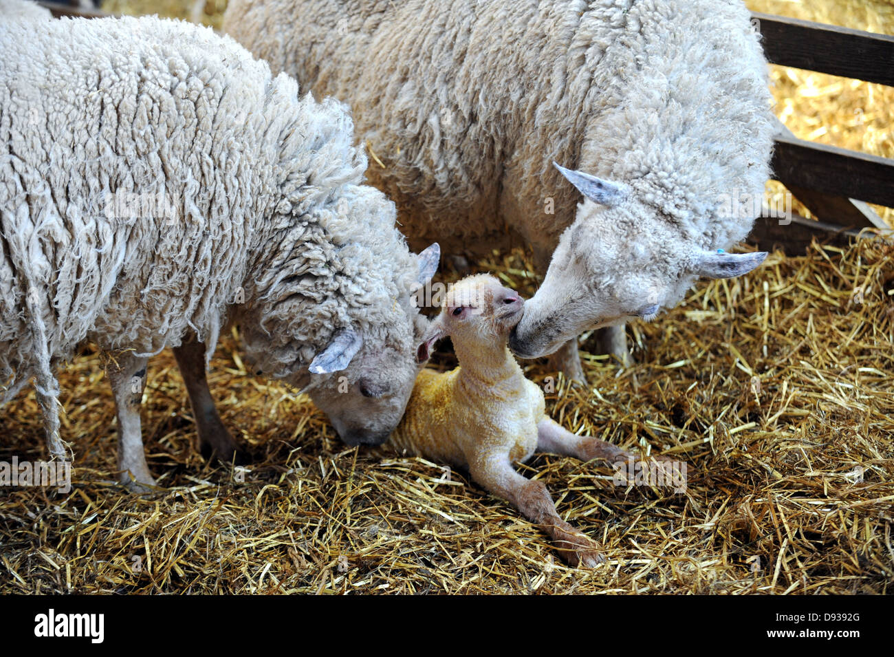 New born spring lambs at Coombes Farm in Sussex Stock Photo