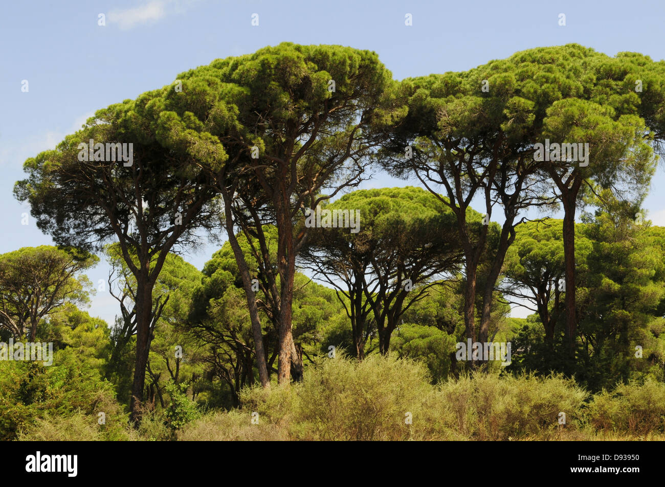 Stone Pine, Pinus pinea, near Patras, Peloponnese, Greece Stock Photo