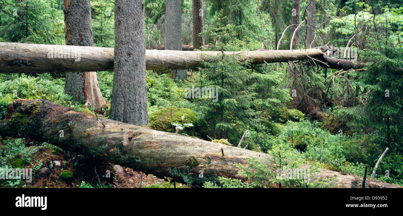 Trees cut down from forest Stock Photo Alamy