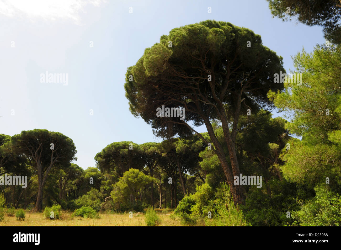 Stone Pine, Pinus pinea, near Patras, Peloponnese, Greece Stock Photo ...
