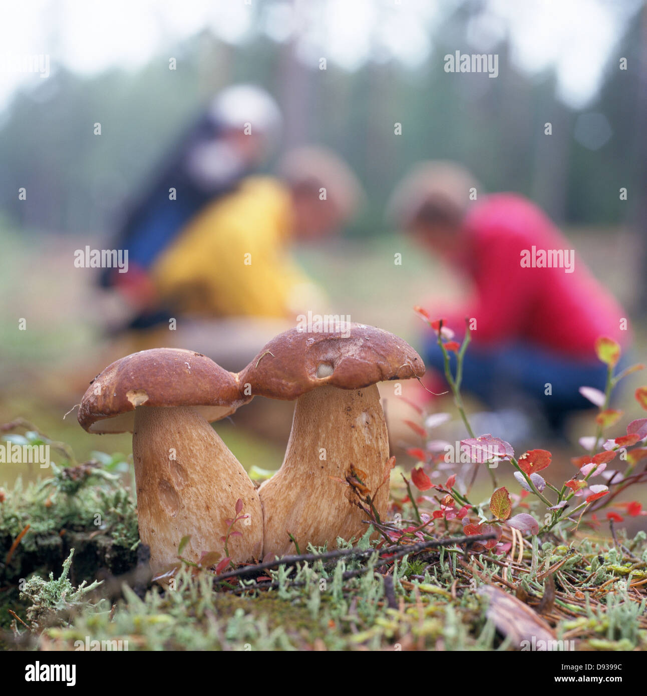 Cep mushrooms and mushroom pickers. Stock Photo
