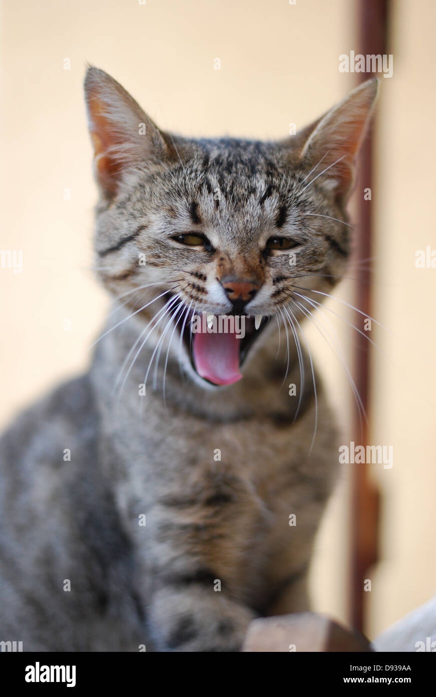 portrait  of an angry cat with sharp teeth Stock Photo