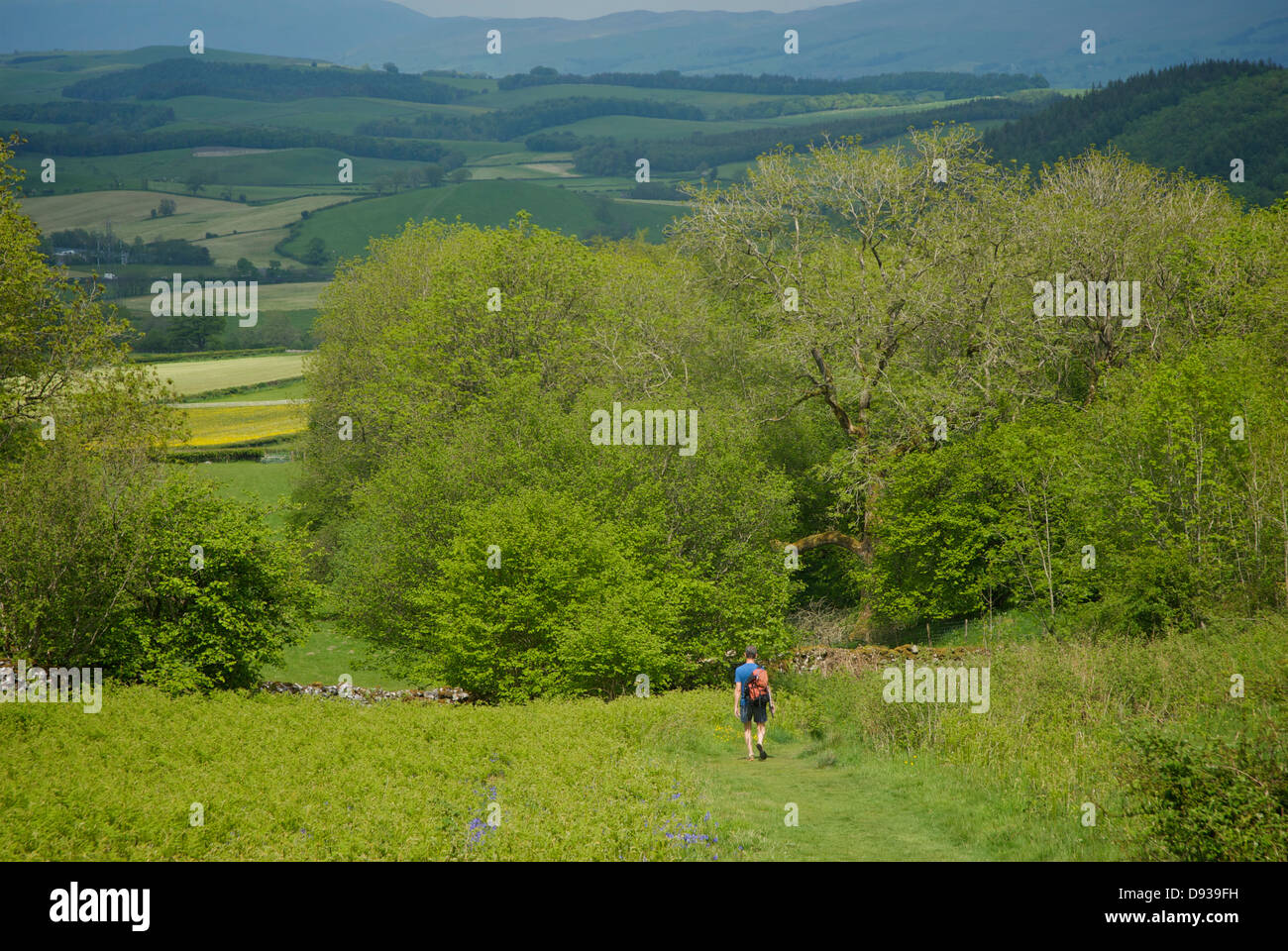 Male walker near the village of Hutton Roof, Cumbria, England UK Stock Photo