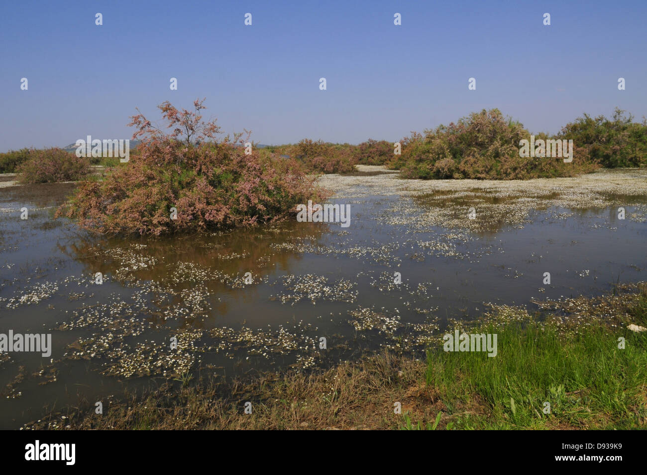 Common water-crowfoot, Ranunculus aquatilis, Evros-Delta, Thrace, Greece Stock Photo