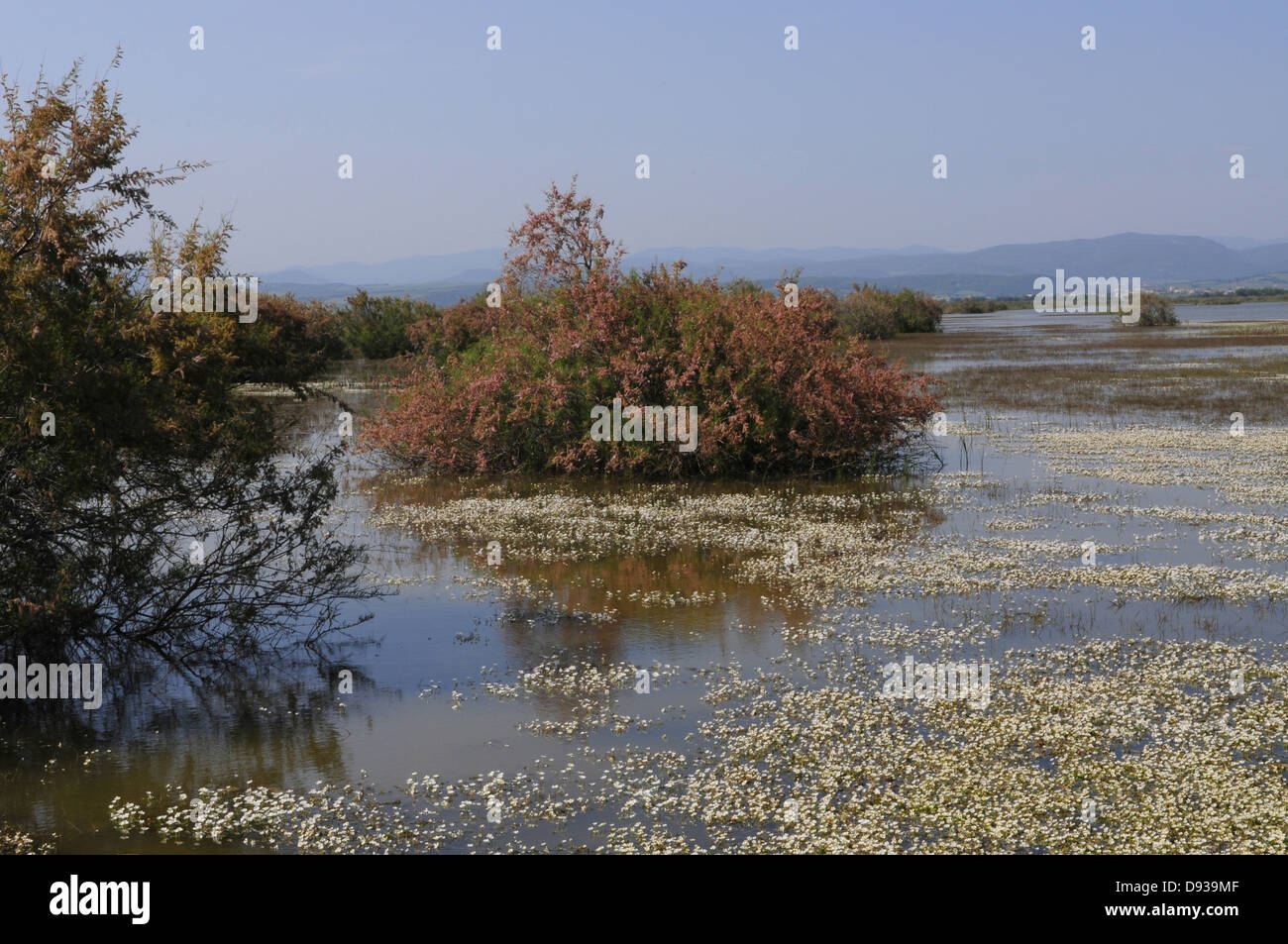 Common water-crowfoot, Ranunculus aquatilis, Evros-Delta, Thrace, Greece Stock Photo