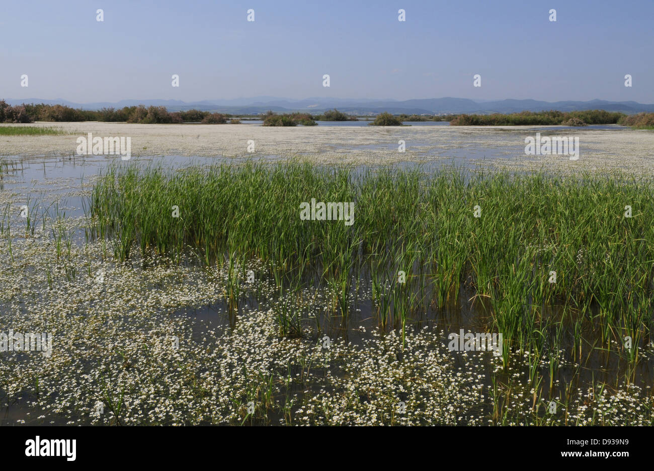 Common water-crowfoot (Ranunculus aquatilis) and Reed, Evros-Delta, Thrace, Greece Stock Photo